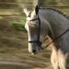 Horseback riding day trip for kids