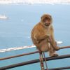 Visit to Gibraltar from Seville