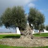 Day Trip to Carmona from Sevillle
