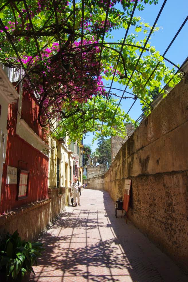 Come on a springtime walking tour and see the flowers blossom in Santa Cruz