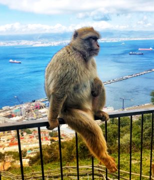 See wild apes on family vacation activity