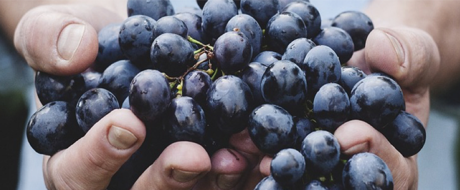 Eating grapes at midnight is a Spanish tradition on New Years Eve.