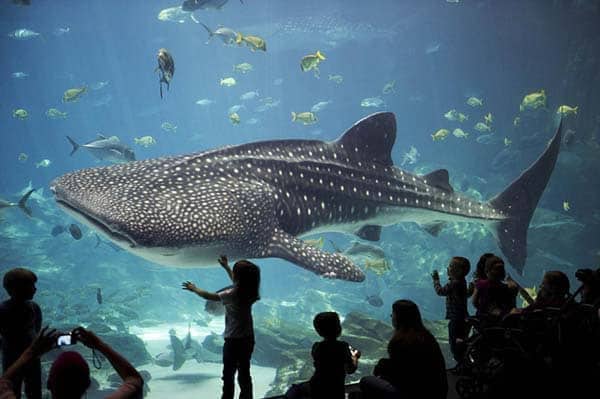  Seville aquarium