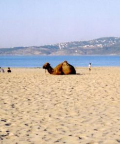 Ride a camel in tangier