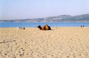 Ride a camel in tangier