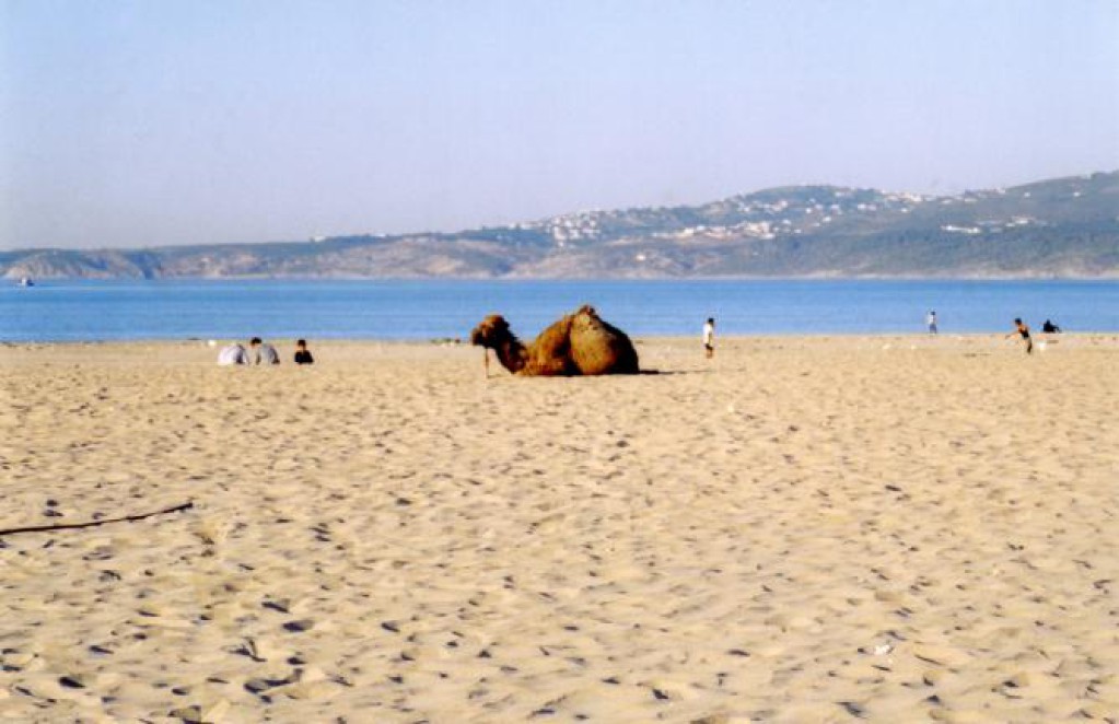 Ride a camel in Morocco , Moroccan Beach 