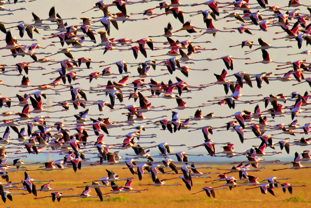birds Doñana National Park