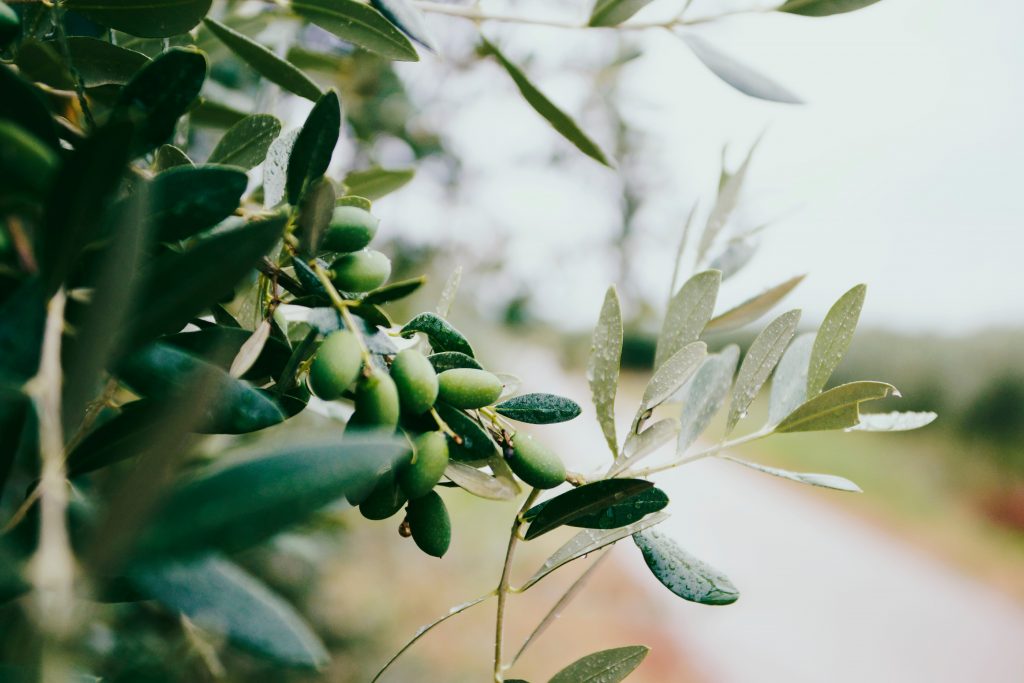 tailor-made olive oil tasting seville