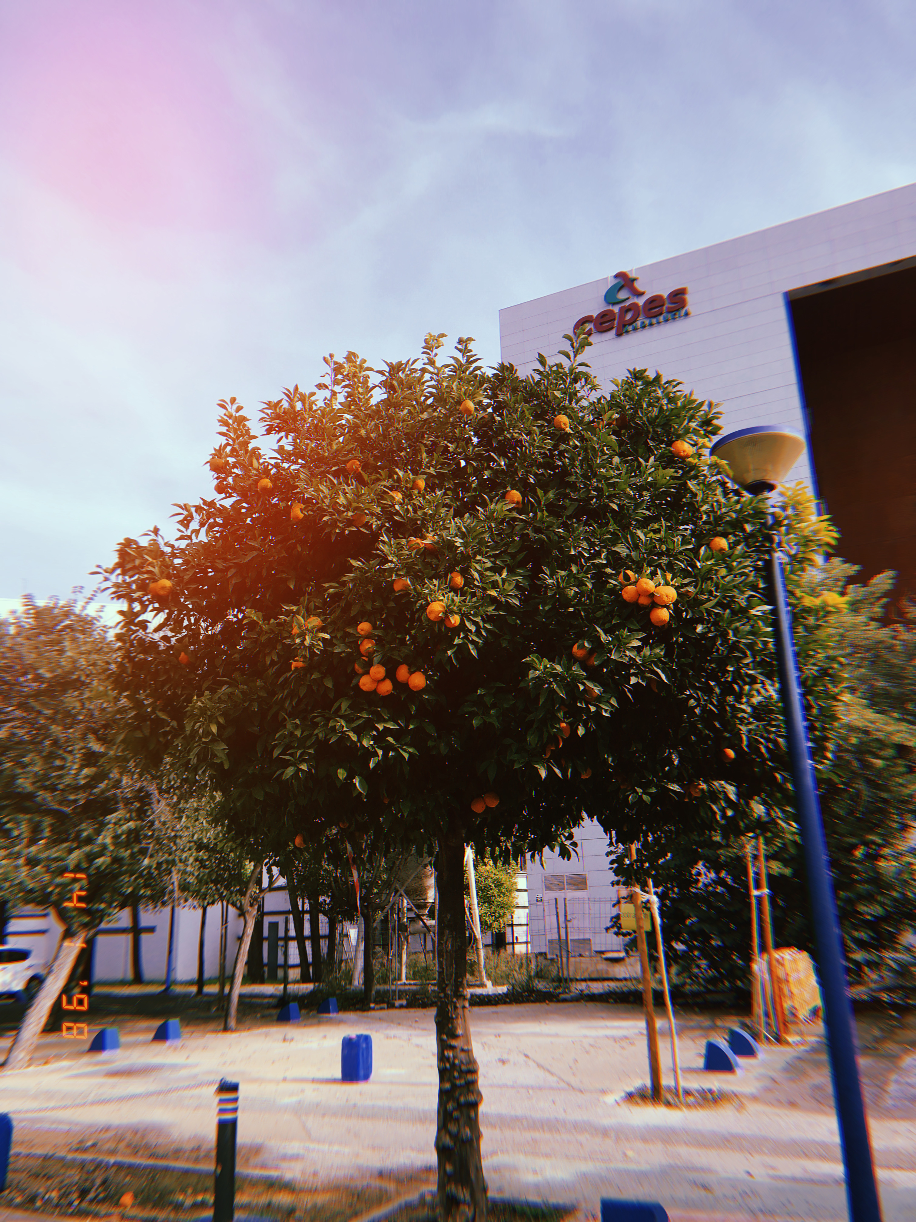 Seville Orange Tree