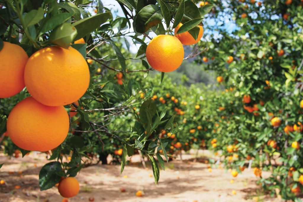 Seville Orange Tree