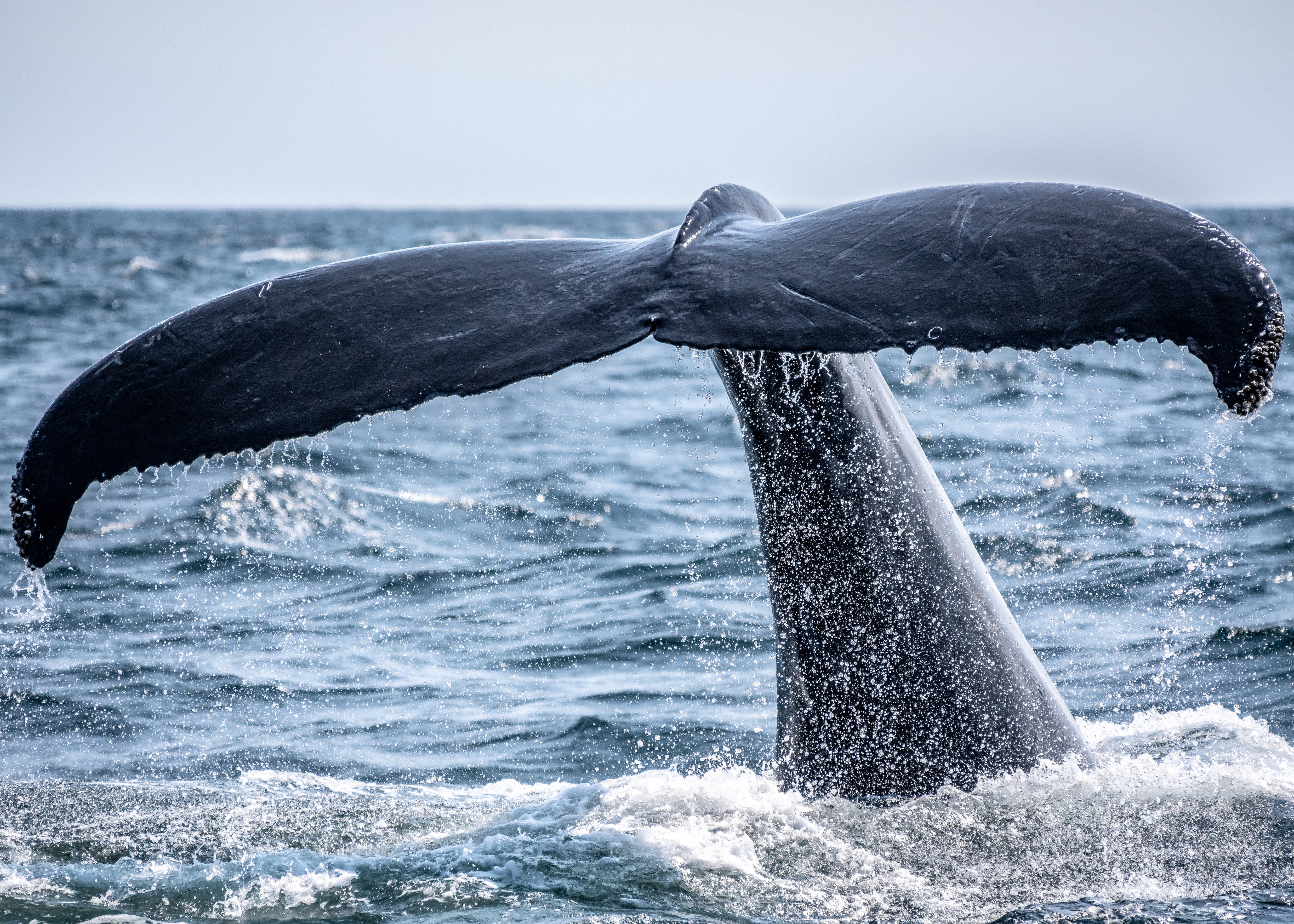 whale watching tarifa