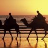 A camel ride is safe and fun!