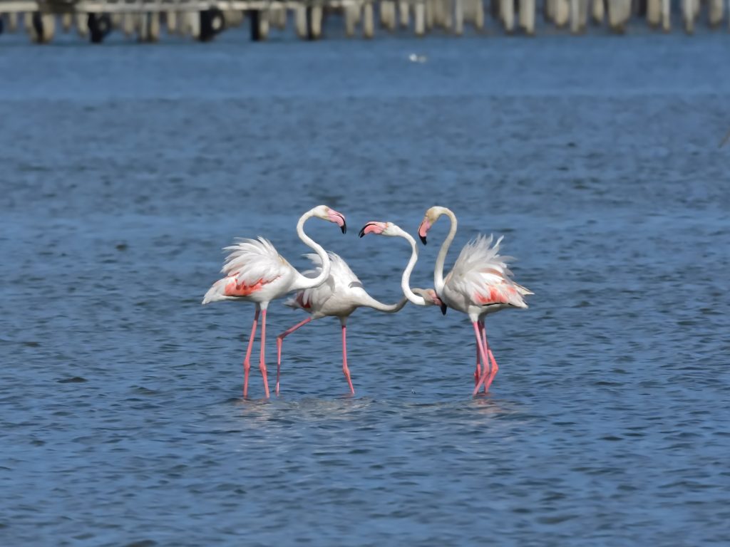 Enjoy local wildlife on a river getaway trip to Seville.