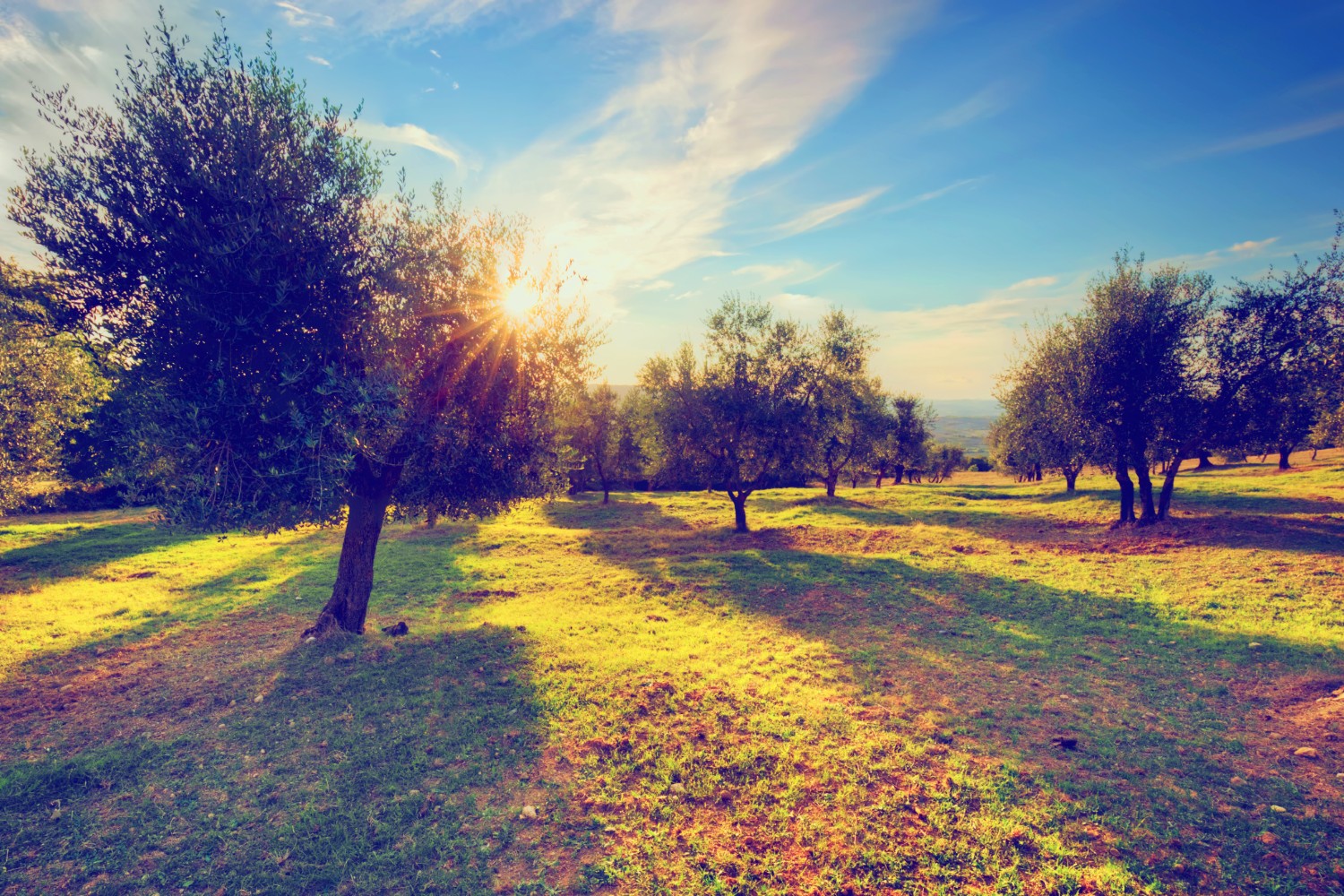 Walk through olive fields near granada on a walking tour
