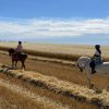 Horse riding in Granada