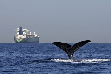 donde ver ballenas en Tarifa