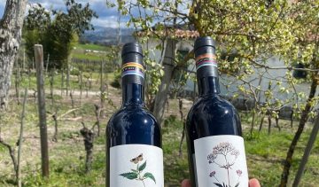 Organic Wines in Seville