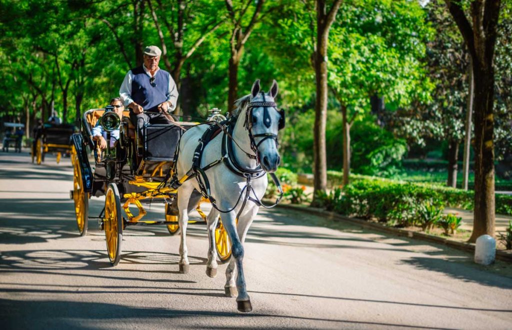 Horse and carriage tour through parks