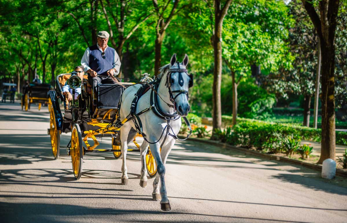 Private horse and carriage tour