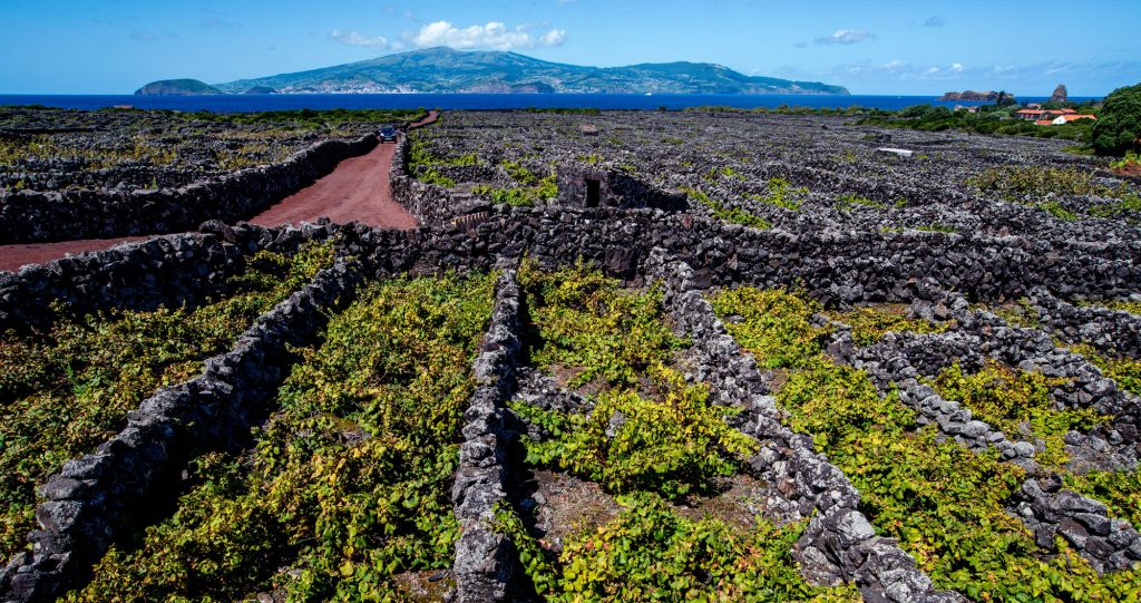 The best wines in Portugal: Port or Verdelho?