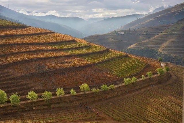 Where to taste the best Port Wine in Portugal